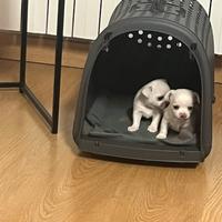 Chiwawa chiuaua