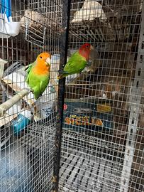Inseparabili pappagalli