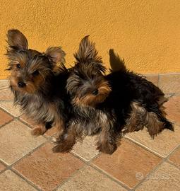 Cucciole Yorkshire Terrier