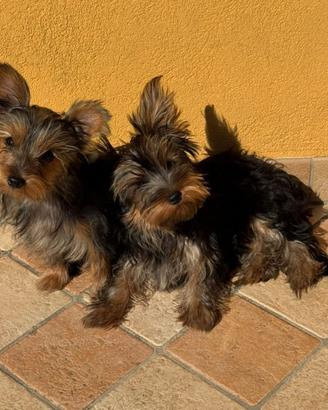 Cucciole Yorkshire Terrier