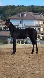 Cavallo