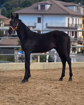 Cavallo