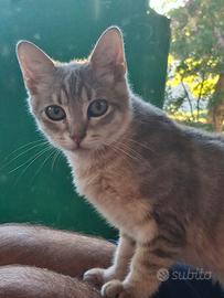 Gattini 4 mesi