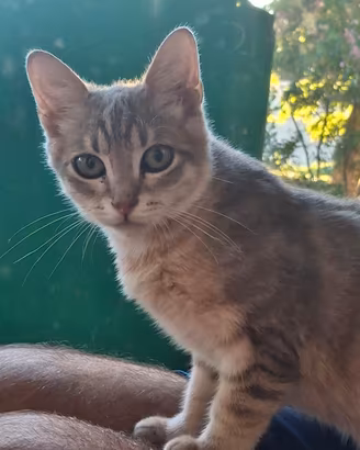 Gattini 4 mesi