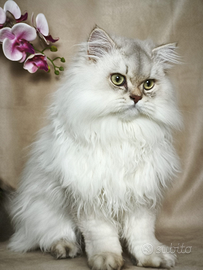 Gattino British longhair con pedigree