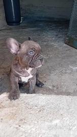 Bulldog francese