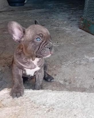 Bulldog francese