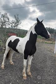 Barockpinto Femmina documenti Olandesi