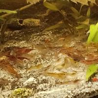 Caridine adulte di almeno due cm