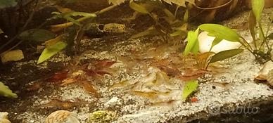 Caridine adulte di almeno due cm