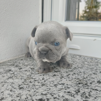 Bulldog francese