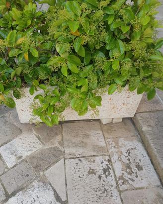 Fioriere pianta viburno con vaso in cemento bianco