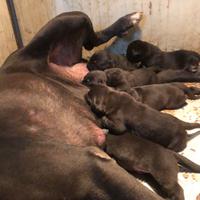 Cuccioli cane corso