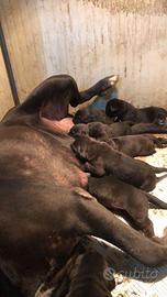 Cuccioli cane corso