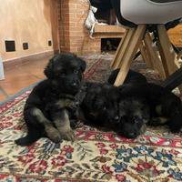 Cuccioli pastore tedesco pelo lungo