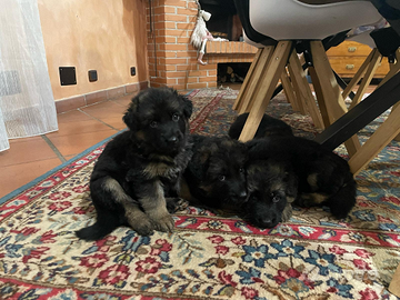 Cuccioli pastore tedesco pelo lungo