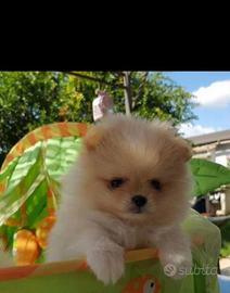 Spitz di pomearanis musetto corto