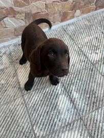 Cuccioli labrador retriever