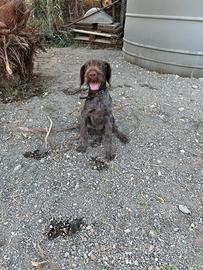 Drahthaar originale 4 mesi