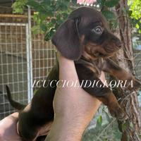 MERAVIGLIOSO BASSOTTO kaninchen CIOCO TAN