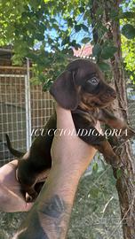 MERAVIGLIOSO BASSOTTO kaninchen CIOCO TAN