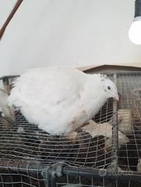 Quaglie