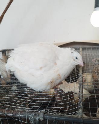 Quaglie