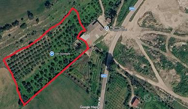 Terreno agricolo con uliveto e frutteto
