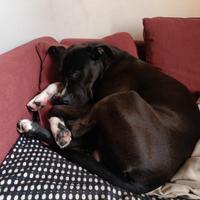 Accoppiamento maschio Amstaff