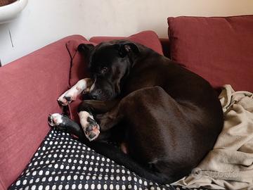 Accoppiamento maschio Amstaff