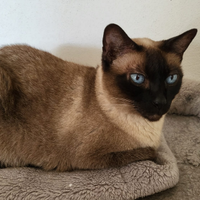 Gattina siamese