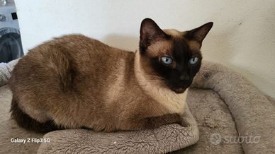 Gattina siamese