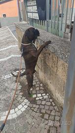 Disponibile per monte