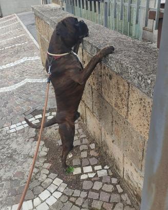 Disponibile per monte