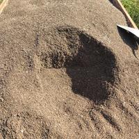 Semi di Sulla comune, Sulla coronaria