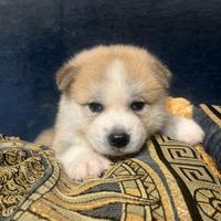 Cuccioli di akita