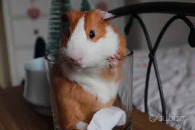 Porcellino d'India ~ Cavia