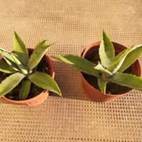 Piante grasse di agave