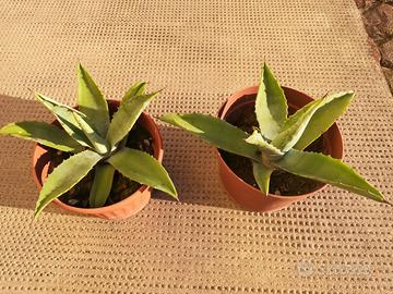 Piante grasse di agave