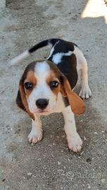 cucciolo Beagle 