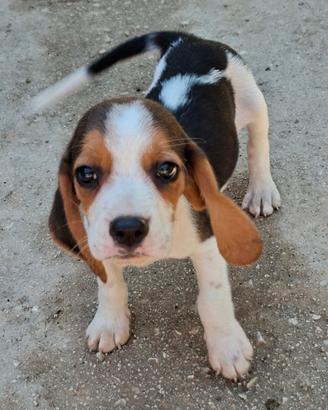 cucciolo Beagle 