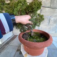 Bonsai