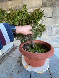 Bonsai