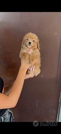 Maltipoo