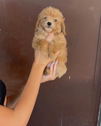 Maltipoo