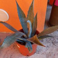 pianta di agave