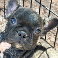 Bulldog francese