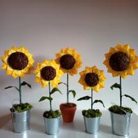 girasoli al profumo di caffè o chiodi di garofano