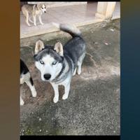 Siberian Husky 3 anni e mezzo