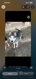 Siberian Husky 3 anni e mezzo